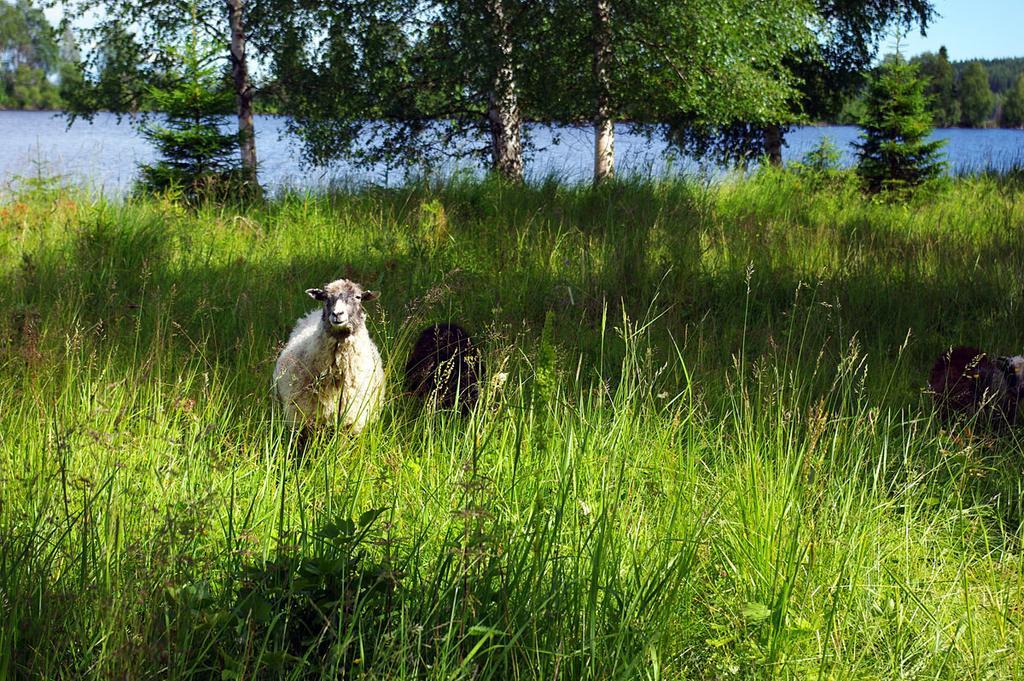 Lits Camping, Stugby Och Kanot Hotell Eksteriør bilde